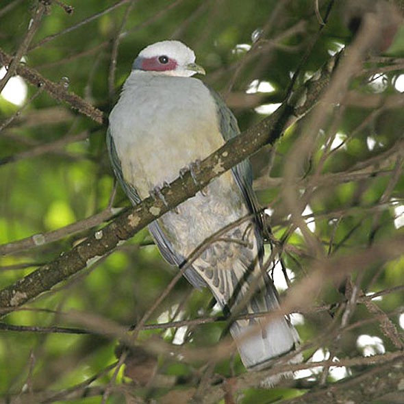 Red-eared Fruit-Dove (Red-eared) - ML726653