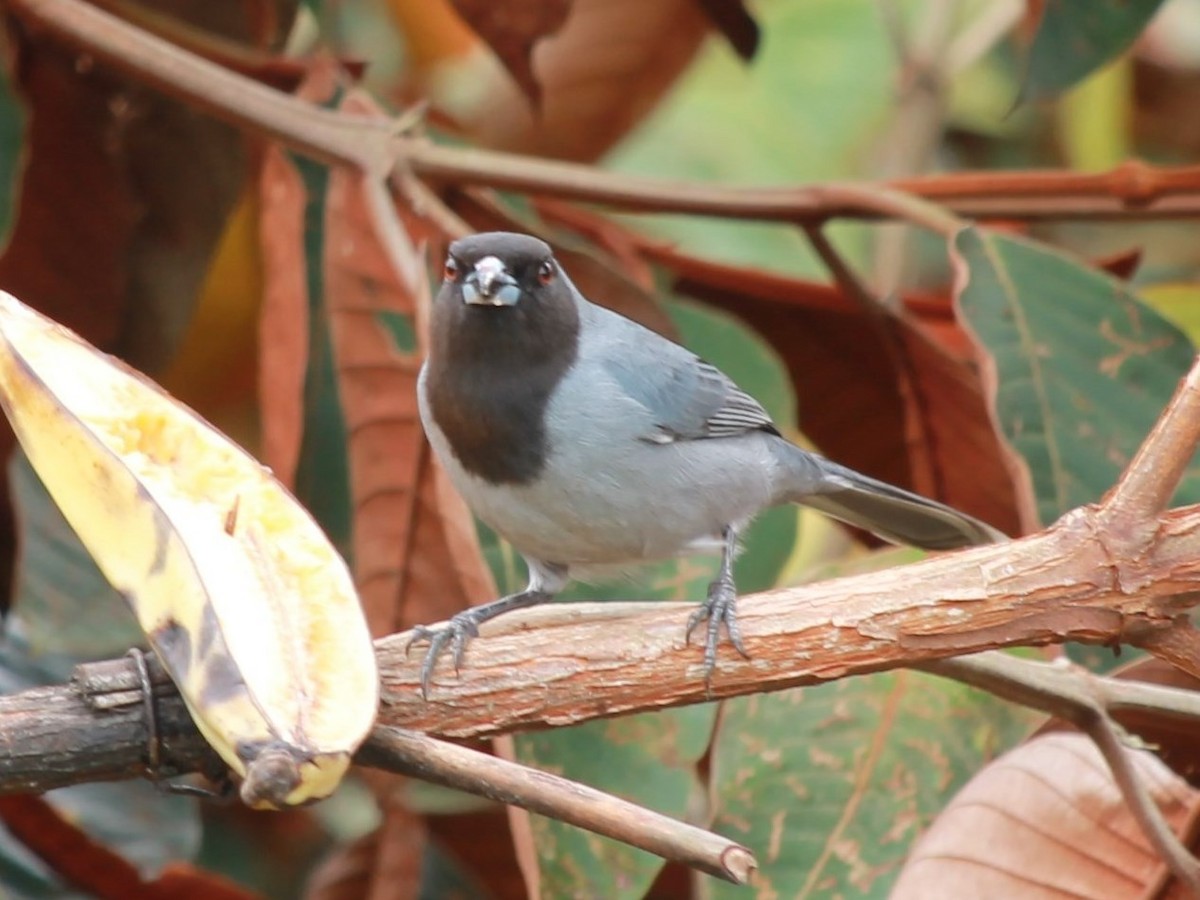 Black-faced Tanager - ML72665751