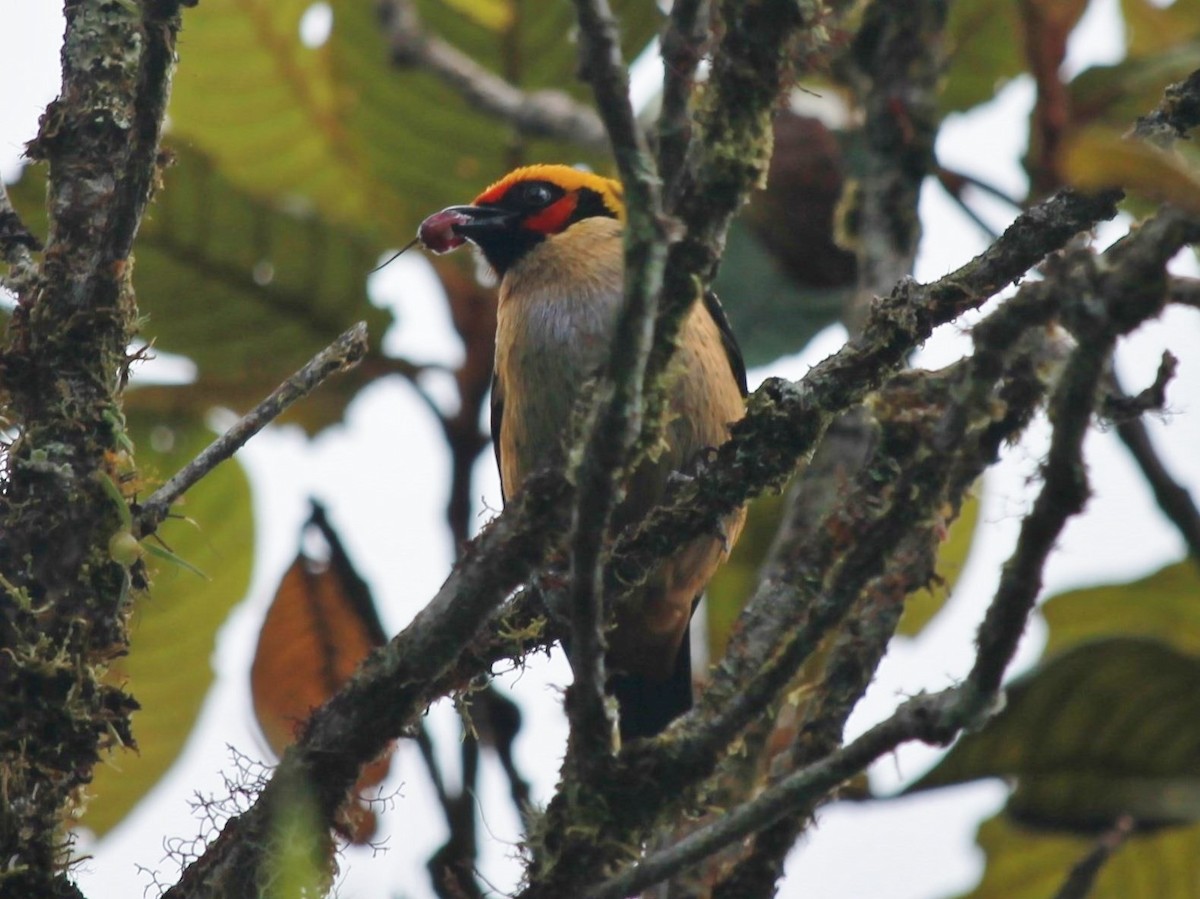 Flame-faced Tanager - ML72665811