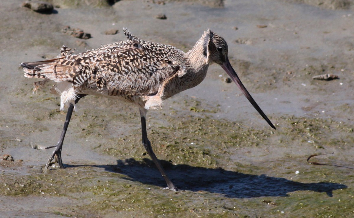 Marbled Godwit - Michael Todd