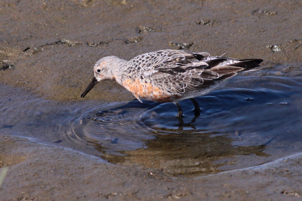 Red Knot - ML72666411