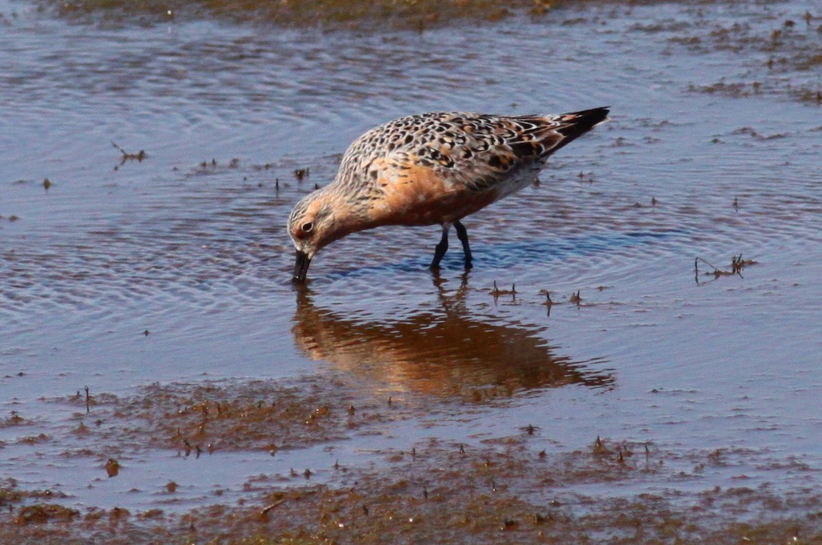 Red Knot - ML72666431