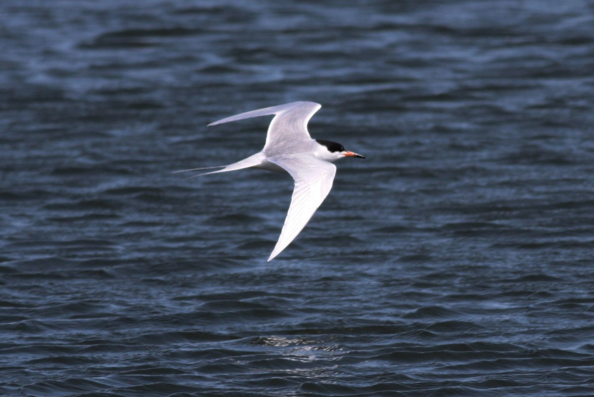 Forster's Tern - Michael Todd