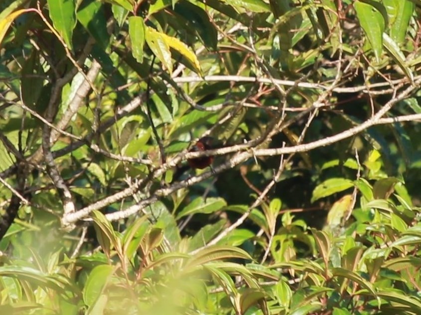 Black-bellied Tanager - ML72667081