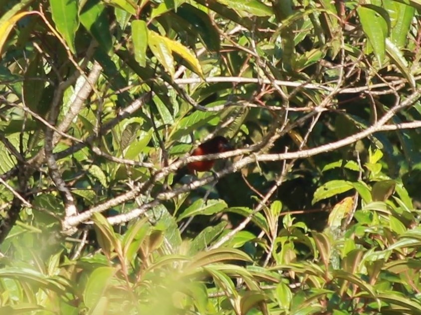 Black-bellied Tanager - ML72667091