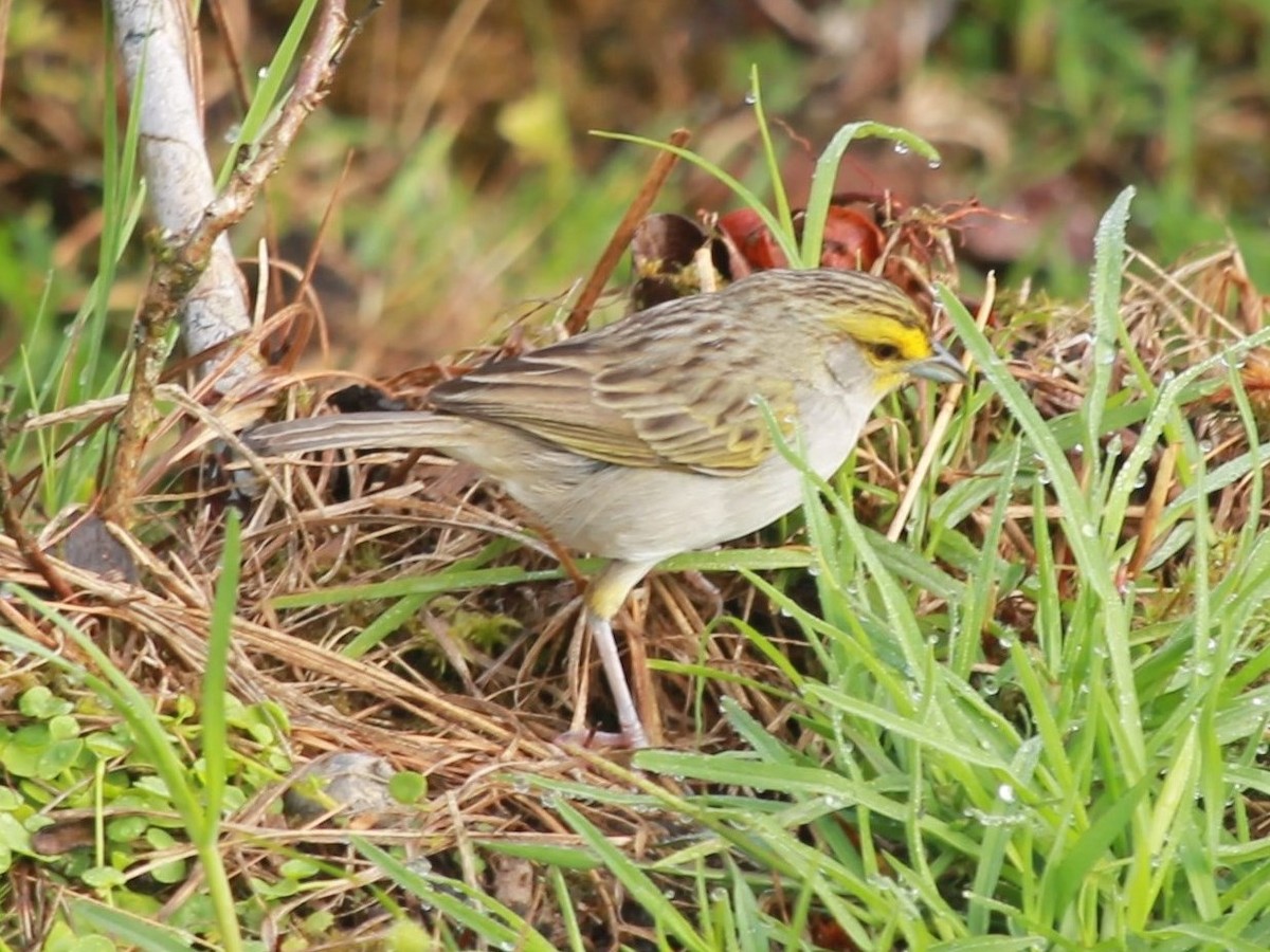 Yellow-browed Sparrow - ML72667111