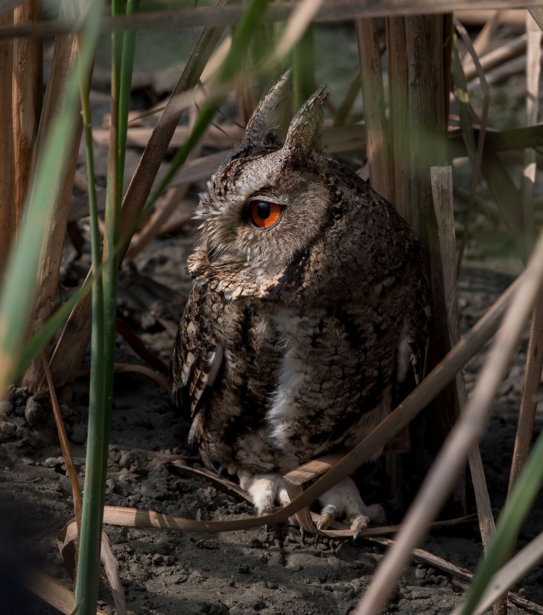 Japanese Scops-Owl - Kai Pflug