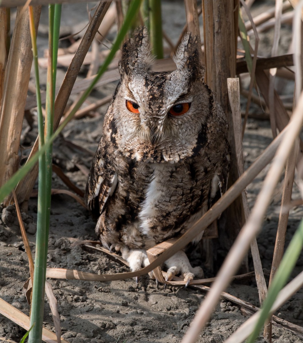 Japanese Scops-Owl - Kai Pflug
