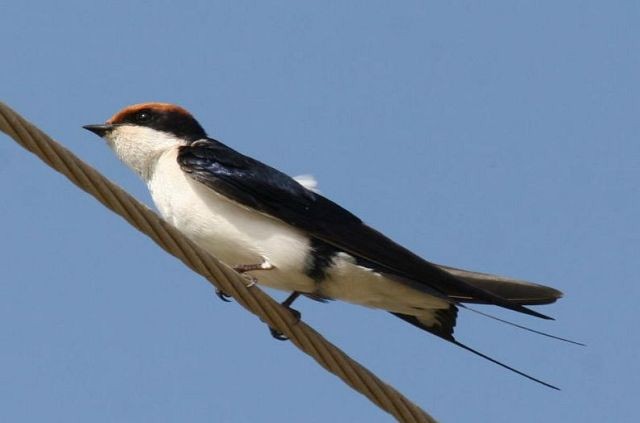 Wire-tailed Swallow - ML726701