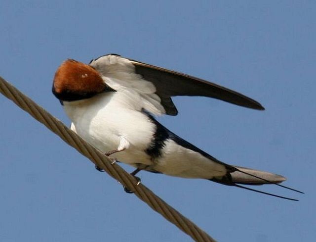 Wire-tailed Swallow - ML726702