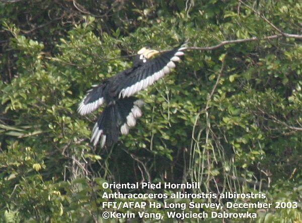 Oriental Pied-Hornbill - ML726704