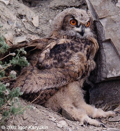 Eurasian Eagle-Owl - Igor Karyakin