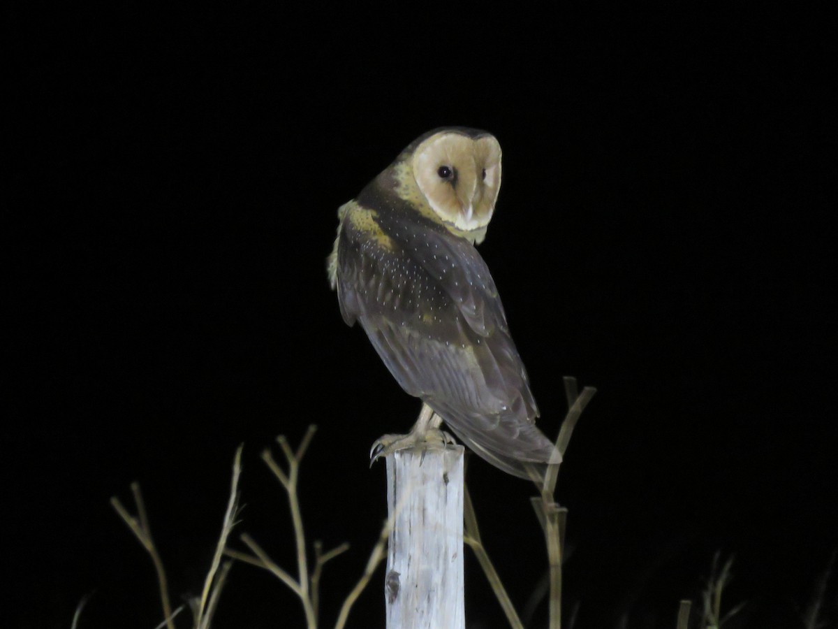 ミナミメンフクロウ Ebird