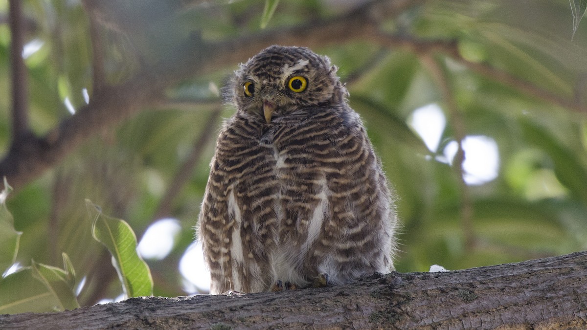 Asian Barred Owlet - ML72675231
