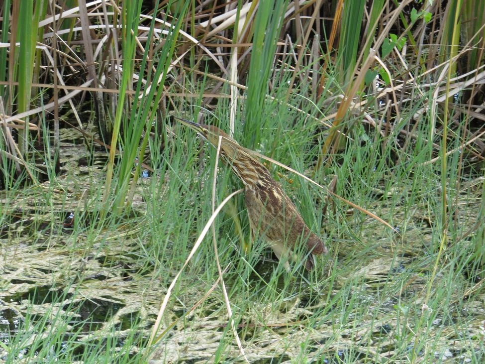 American Bittern - André Weiss