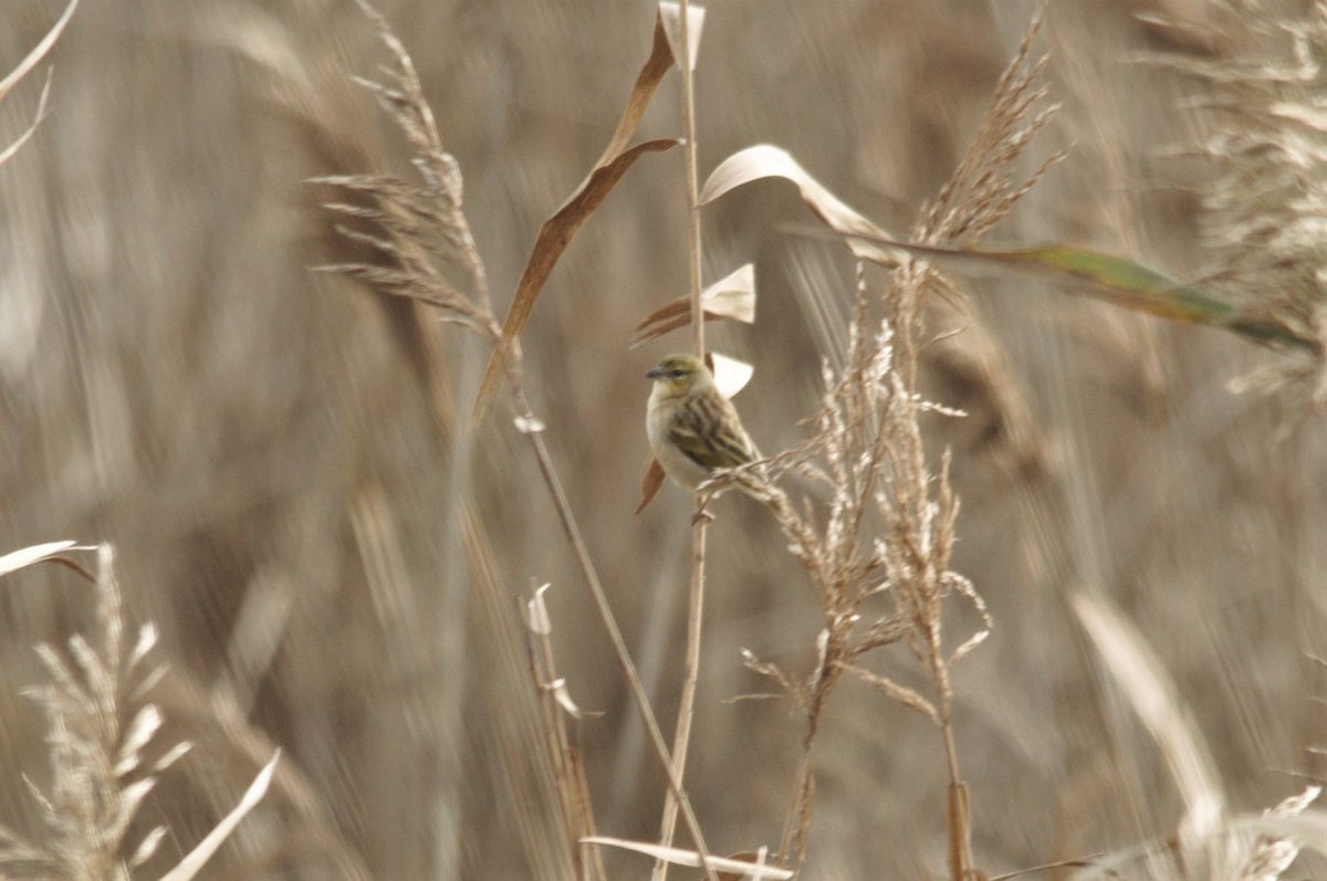 Black-headed Weaver - ML72679361