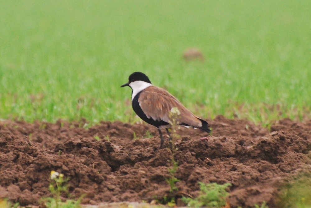 Spur-winged Lapwing - ML72680451