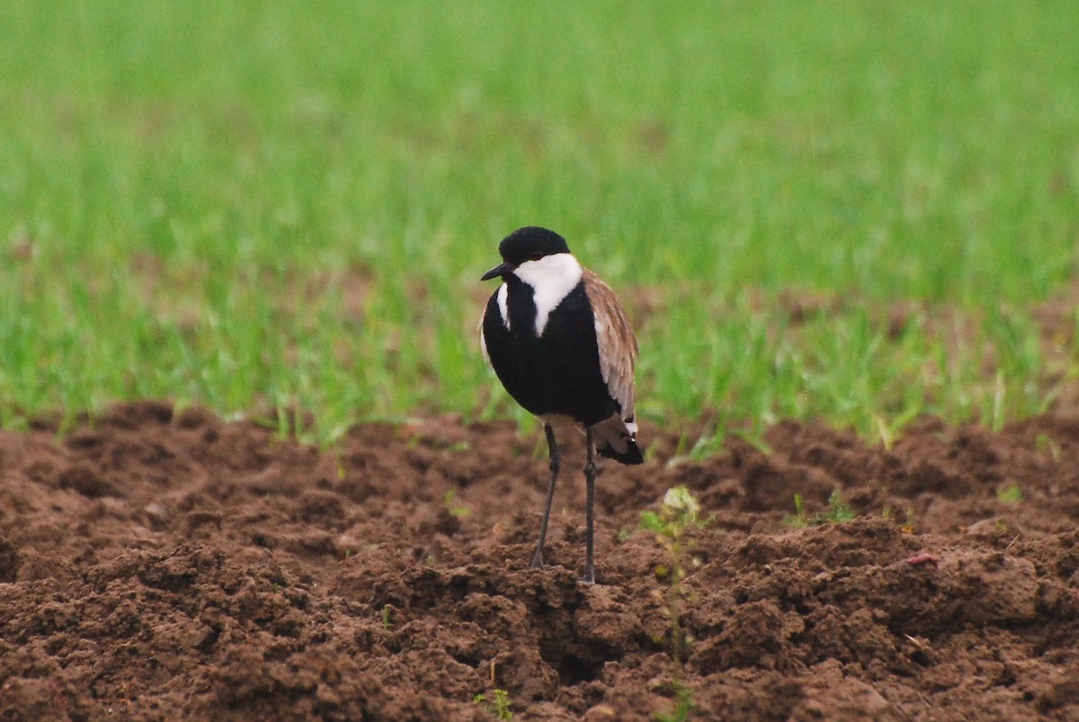 Spur-winged Lapwing - ML72680551