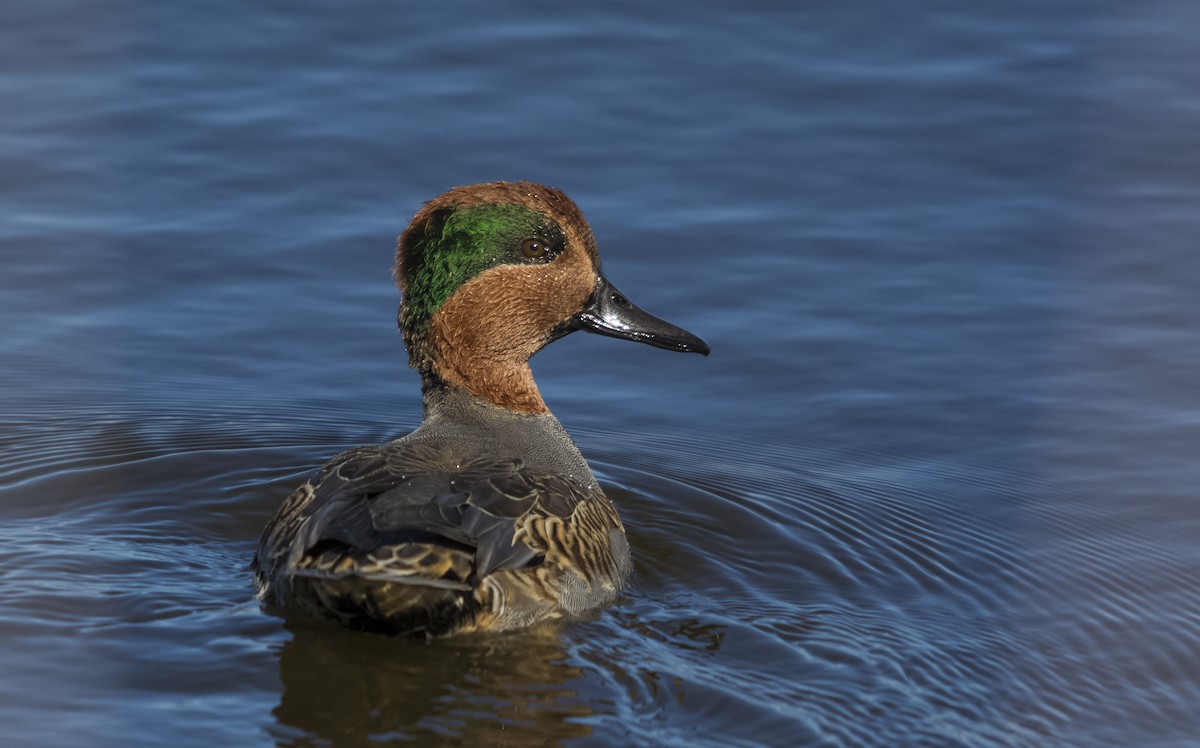 Green-winged Teal - ML72680601