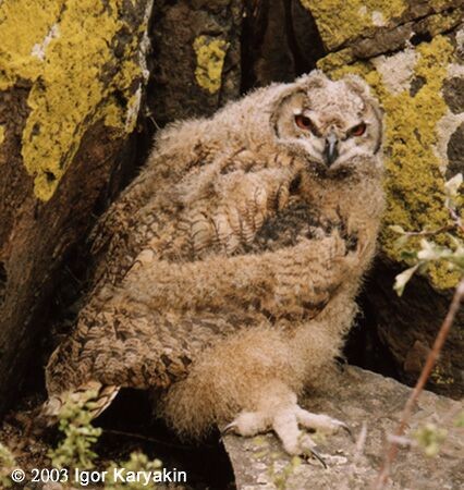 Eurasian Eagle-Owl - ML726820