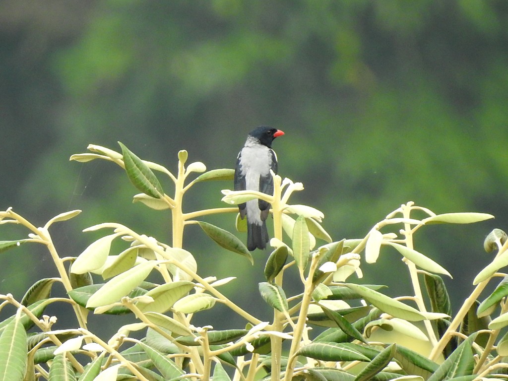 Red-billed Pied Tanager - Richard Garrigues