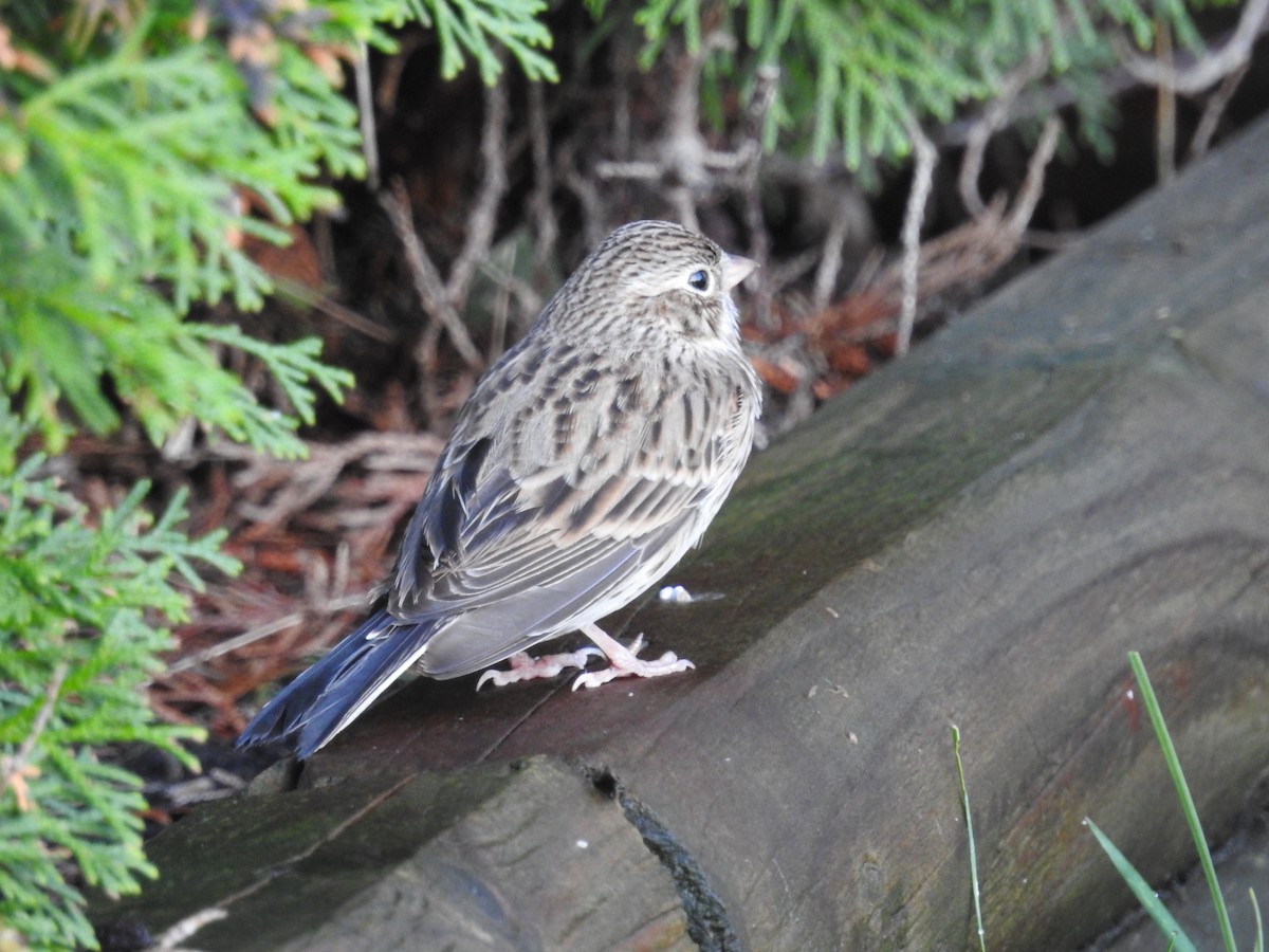 Vesper Sparrow - Neill Vanhinsberg