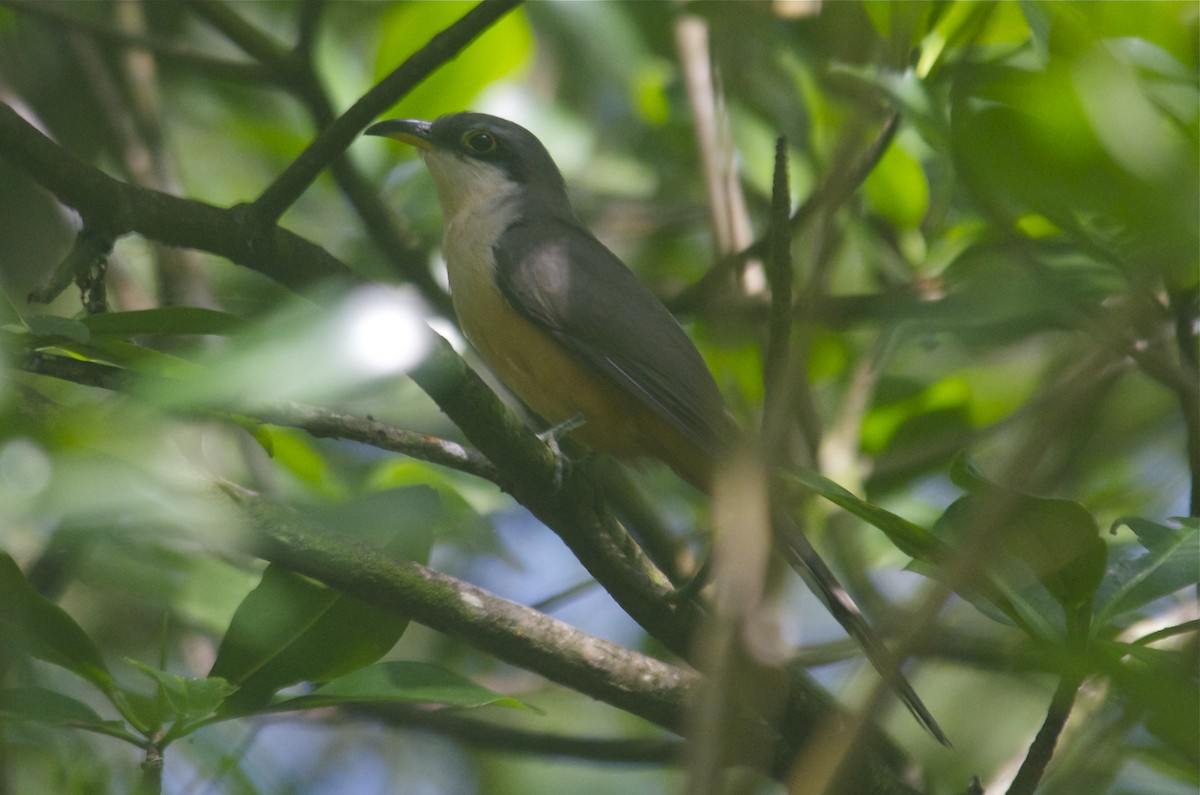 Mangrove Cuckoo - Jan Cubilla