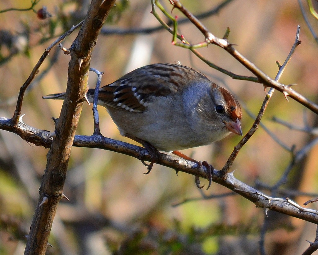 White-crowned Sparrow - Tom Buehl Jr.