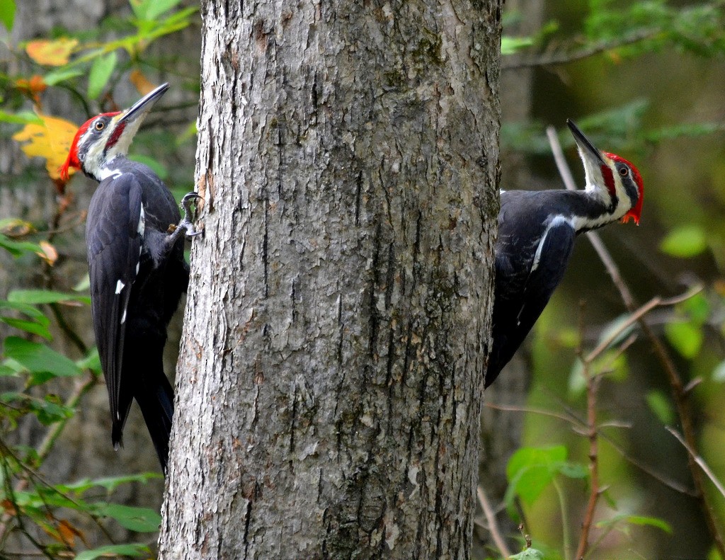 Pileated Woodpecker - Tom Buehl Jr.