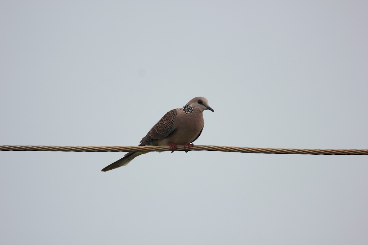 Spotted Dove - ML72687491