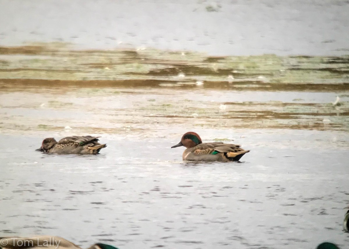 Green-winged Teal - Tom Lally