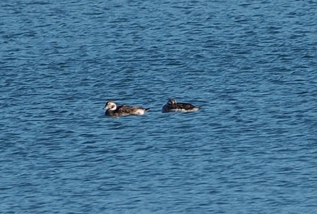 Long-tailed Duck - John Anderson