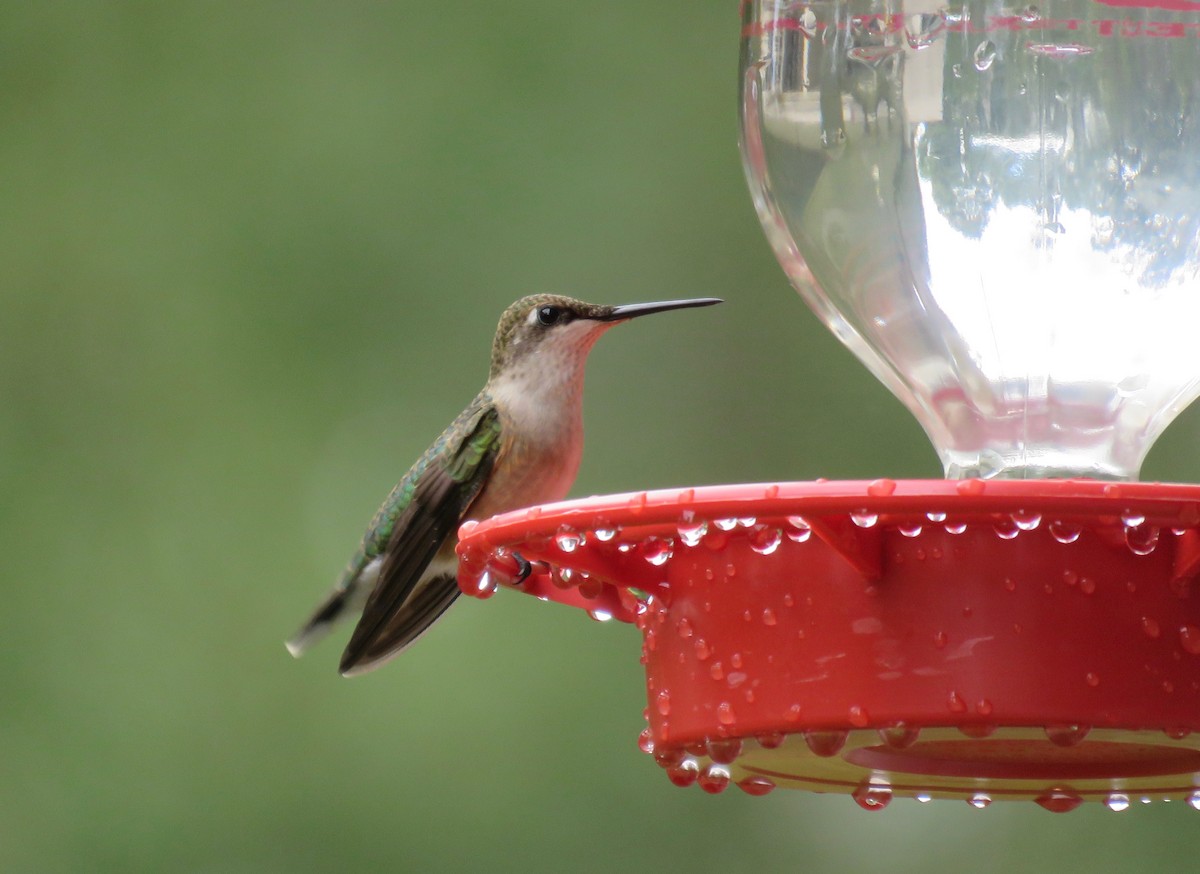 Ruby-throated Hummingbird - Malise Prieto