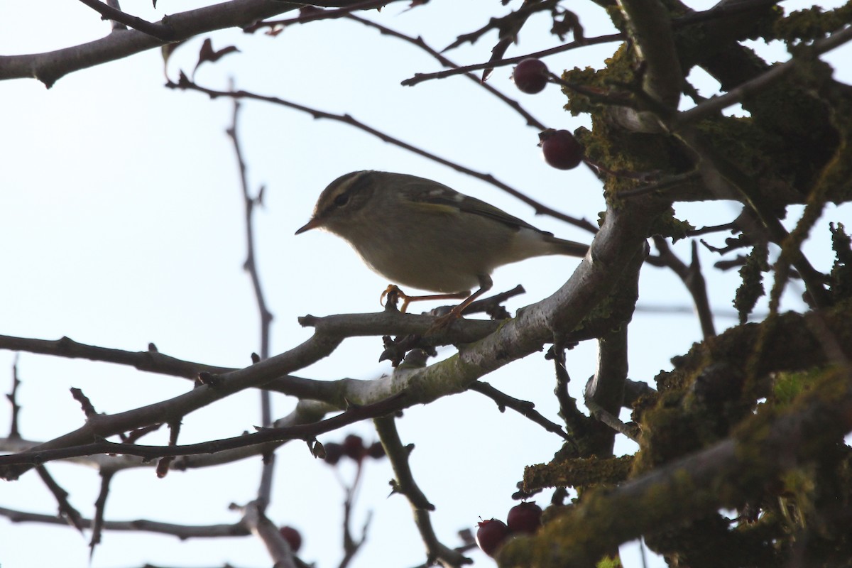 Yellow-browed Warbler - ML72690821