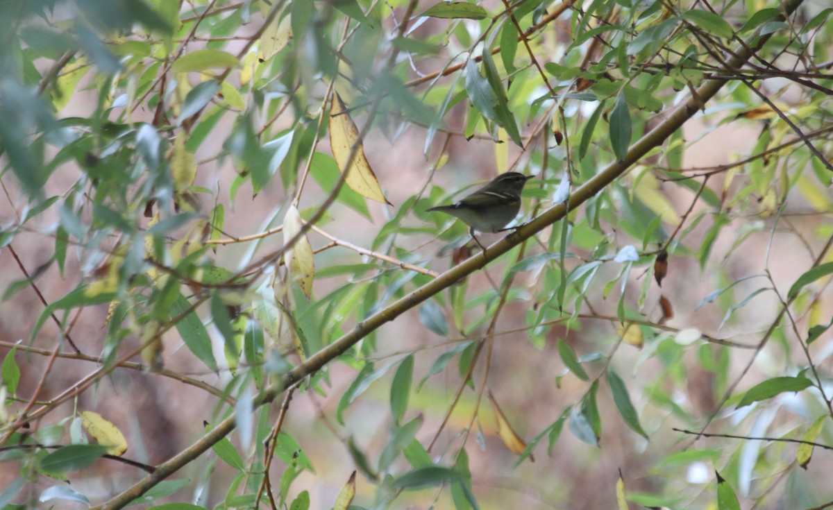 Yellow-browed Warbler - ML72690841