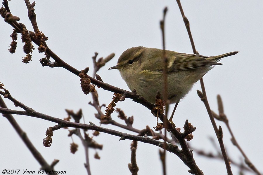 Hume's Warbler - ML72697051