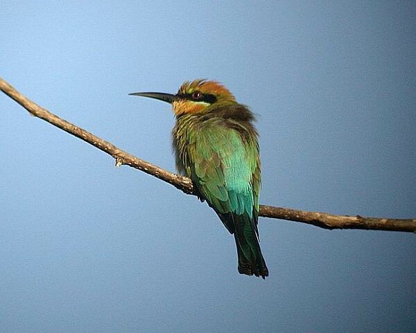 Rainbow Bee-eater - Wim Heylen