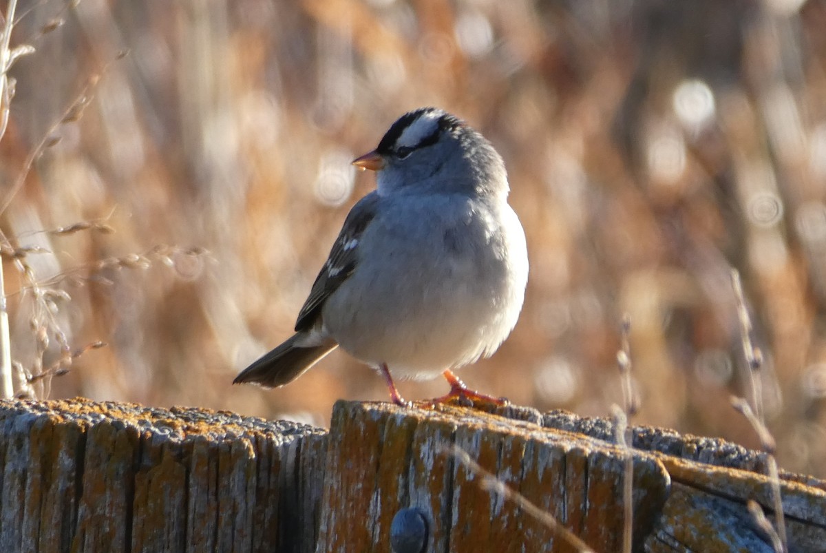 White-crowned Sparrow - Jonathan Lautenbach