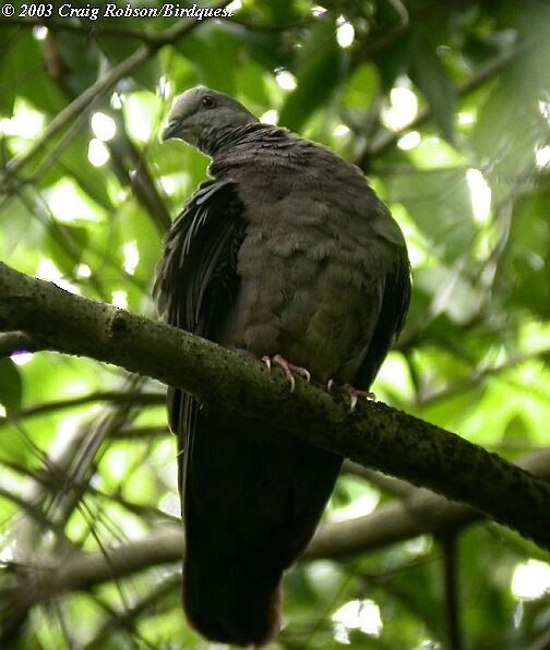 Sri Lanka Wood-Pigeon - ML726994
