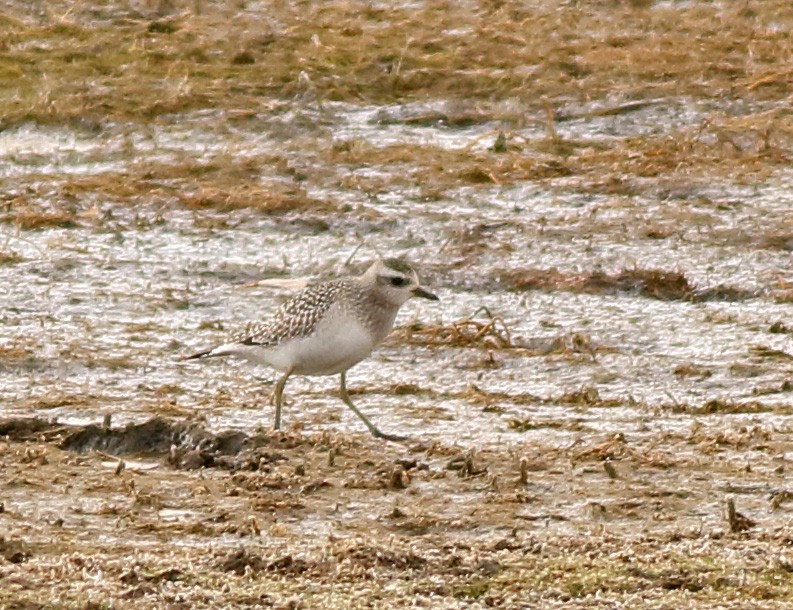 Black-bellied Plover - Robb Hinds