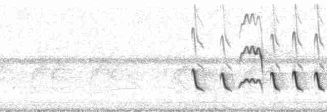 Белокрылый бекард - ML7270