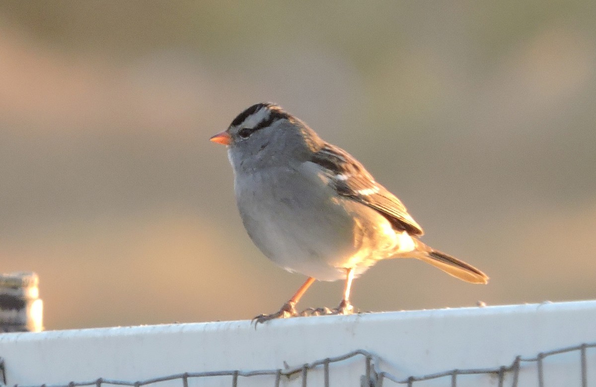 White-crowned Sparrow - Greg Cross