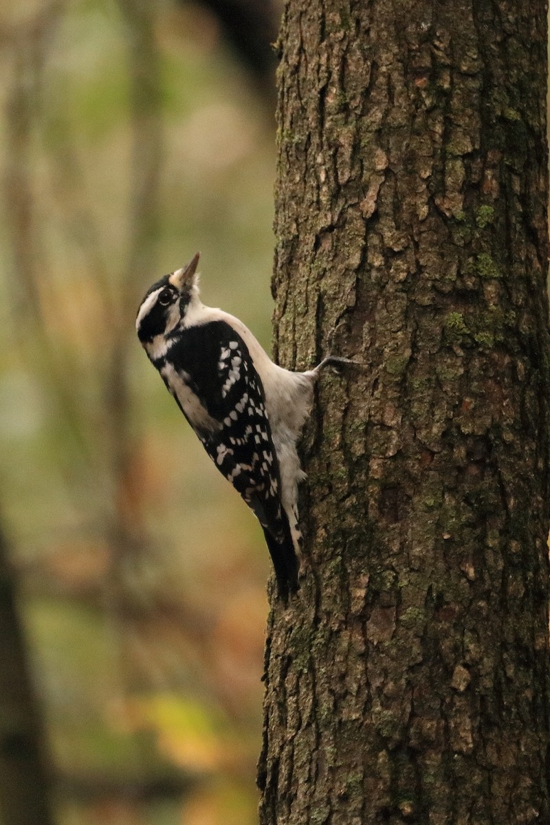 Downy Woodpecker - ML72702251