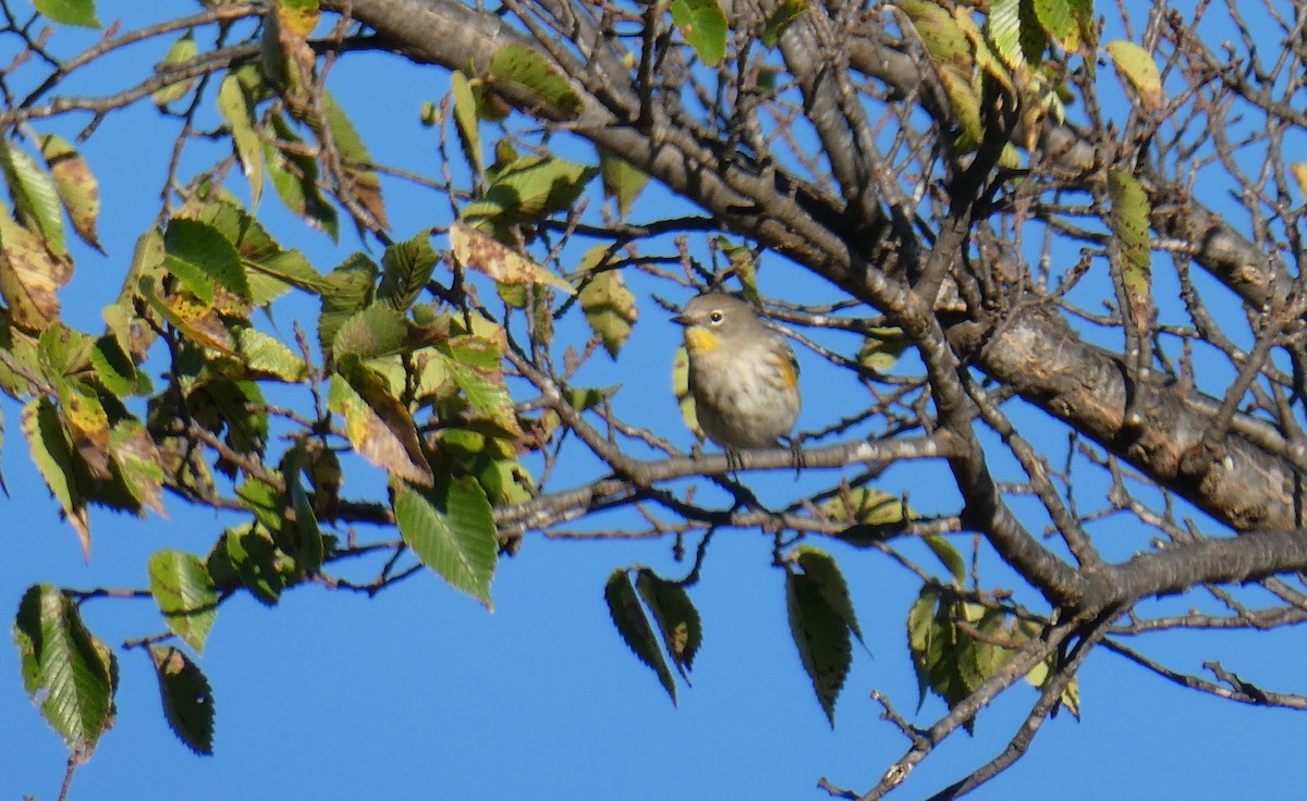 Yellow-rumped Warbler (Audubon's) - ML72703991