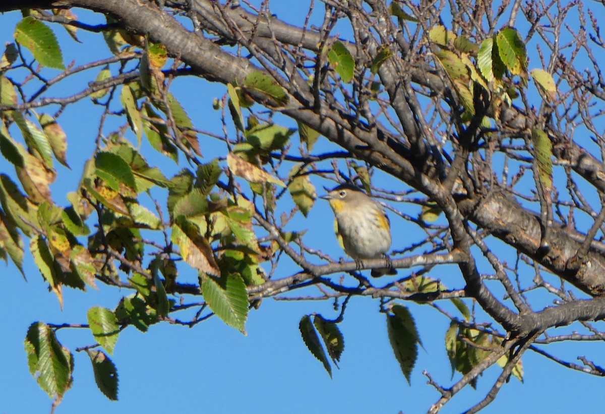 Yellow-rumped Warbler (Audubon's) - ML72704011