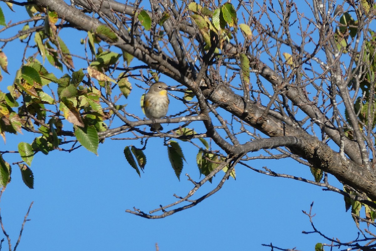 Yellow-rumped Warbler (Audubon's) - ML72704031