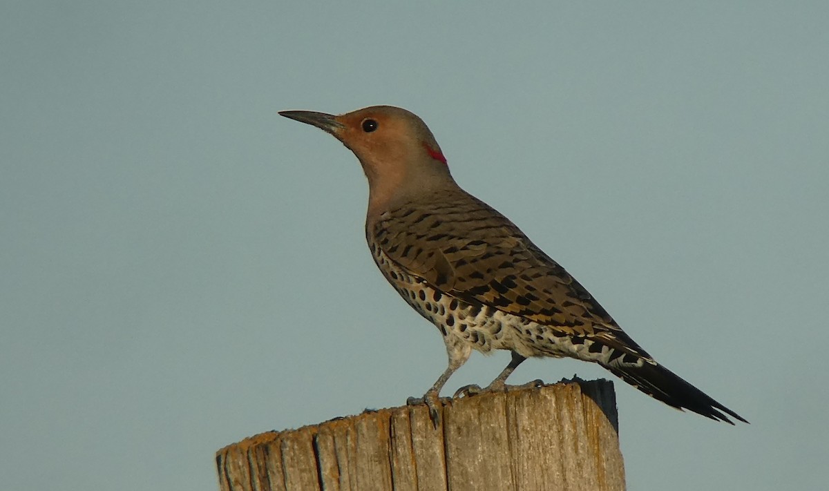 Northern Flicker (Yellow-shafted) - ML72706371