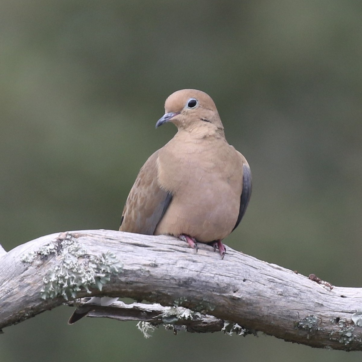 Mourning Dove - Bruce  Purdy