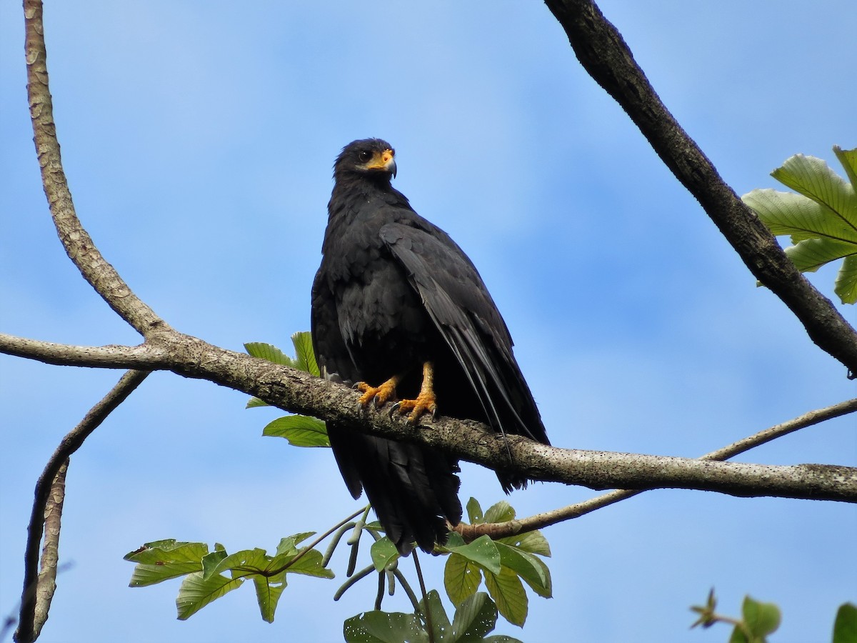 Common Black Hawk (Common) - Dallas Levey