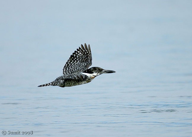 Crested Kingfisher - ML727137